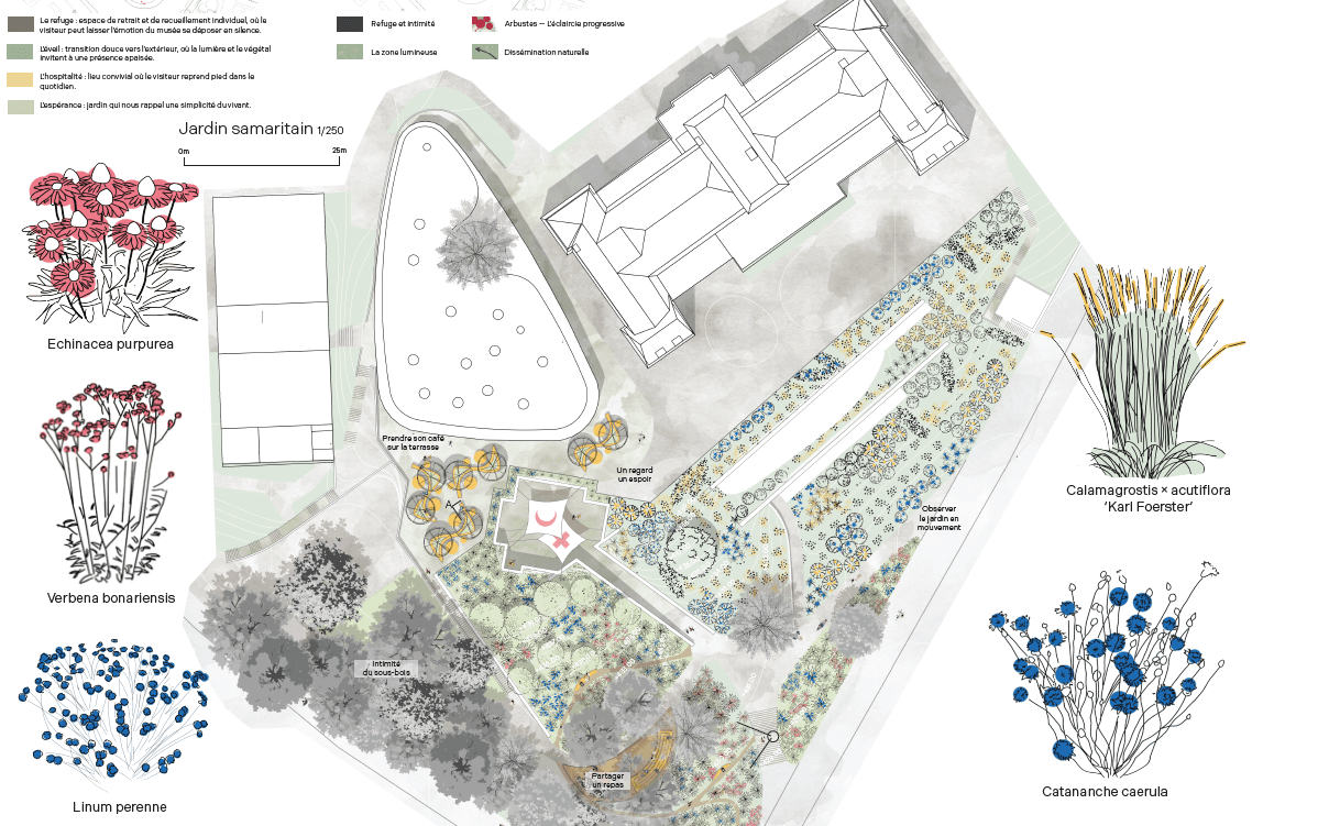 Development plan for an outdoor space showing the layout of plantings, pathways, and open spaces, supplemented by color illustrations of the main plants and flowers selected for the project.